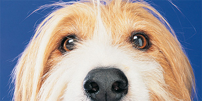 A closeup of a light brown and white dog's face.