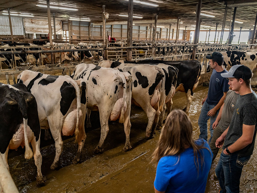 Students in dairy barn with cows