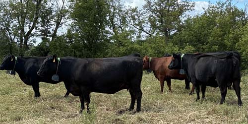 Cattle wearing GPS collars