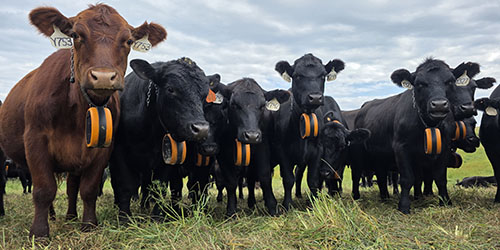 Cattle wearing GPS collars
