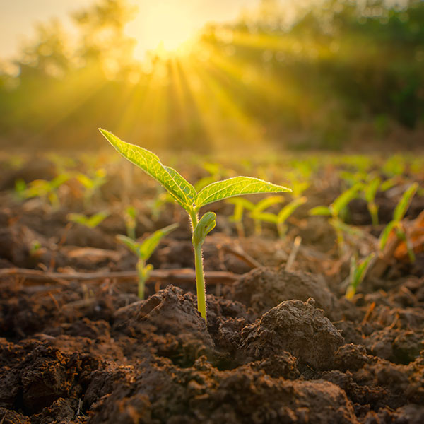 Plant growing in the sunlight