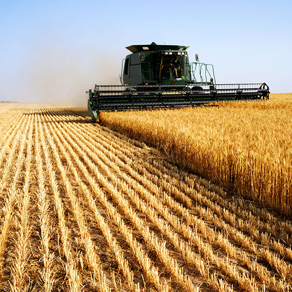 Combine in the field