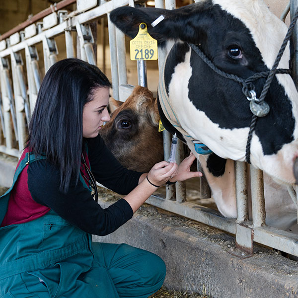 Female working in a cow barn