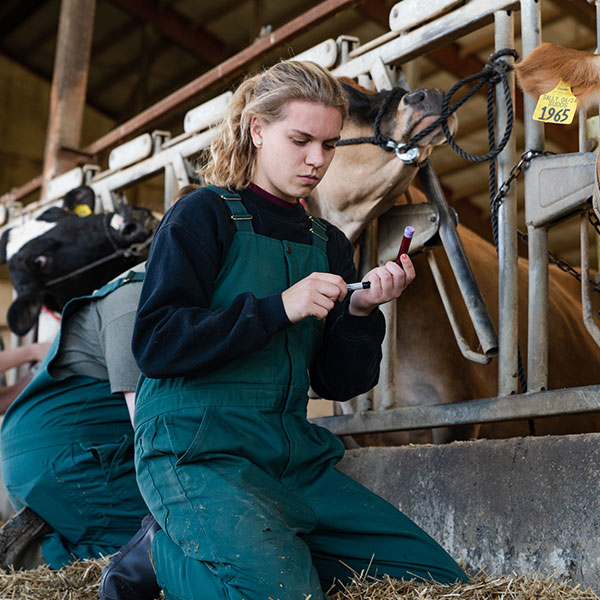 Female vet student prepping meds for a cow