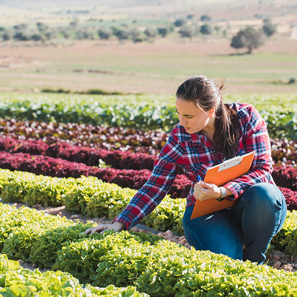 Female farmer checking plants