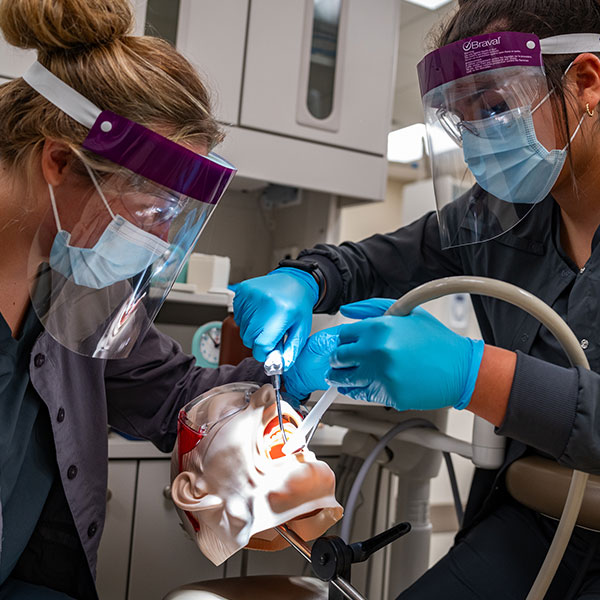 Dental students work on a dummy