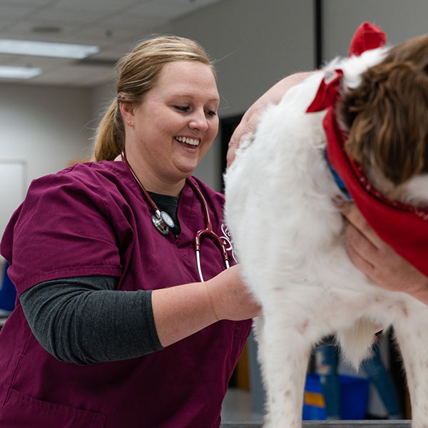 Female Vet student working with a dog