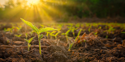 crops growing in a field